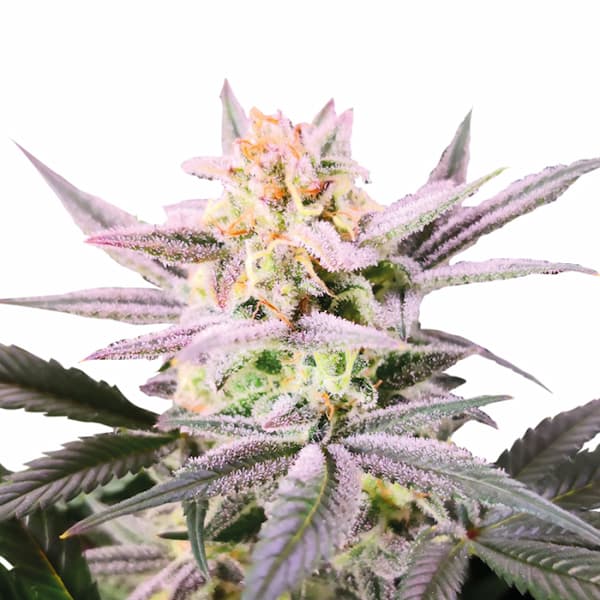 Double XL Watermelon Wedding Cake Auto graines > Growers Choice | Graines de cannabis auto  |  Sativa